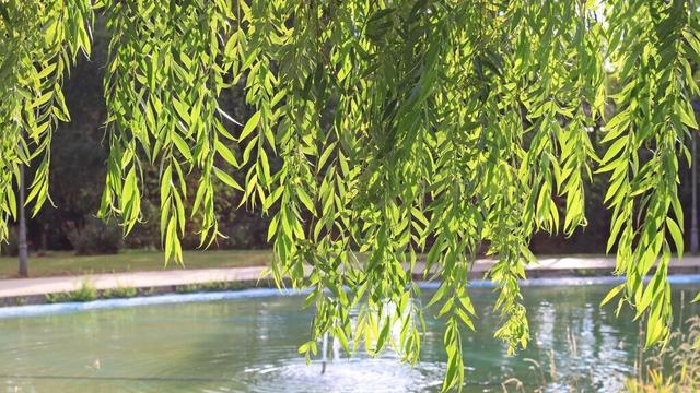 写阳光的唯美诗句