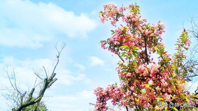 【荐】拥有宽容的胸襟作文（精选）