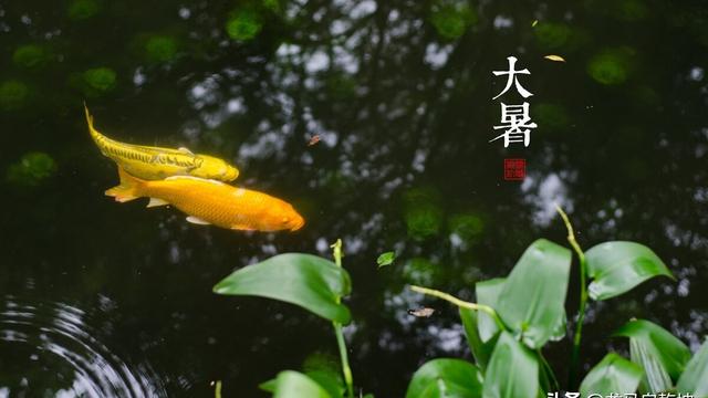 大暑节气古诗有哪些