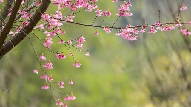 《花非花》的赏析