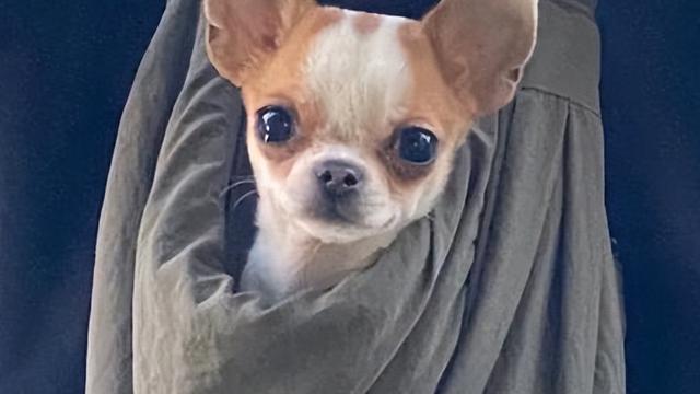 吉娃娃犬的缺点及饲养吉娃娃的理由