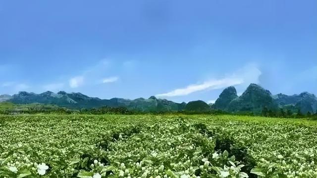  花茶的挑选方法