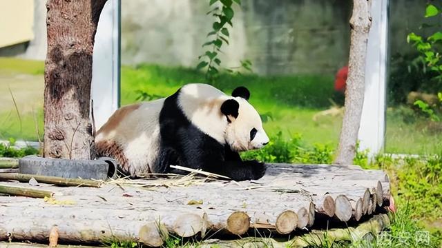 秦嶺野生動物園一日遊作文400字