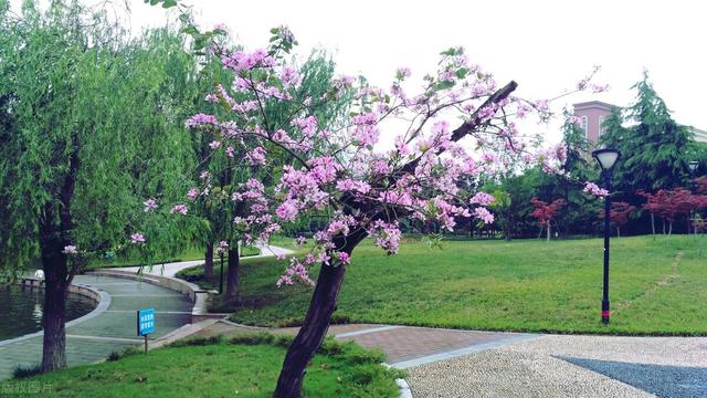 小学春季教学工作计划模板