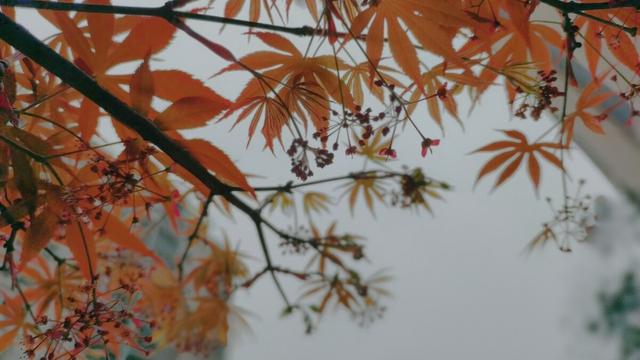 清明时节雨纷纷优秀作文（精选）