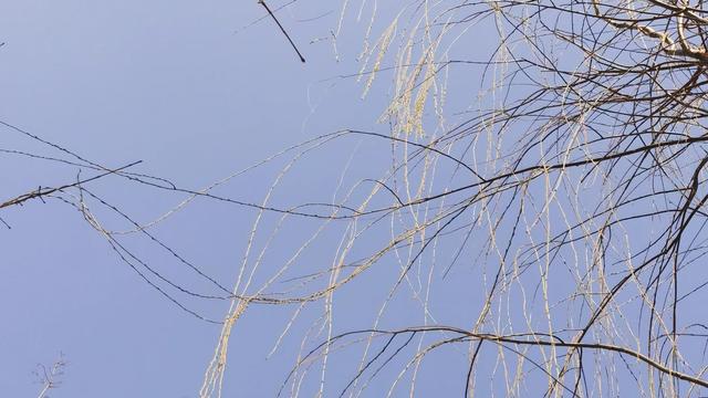 春天的柳树作文（精选）