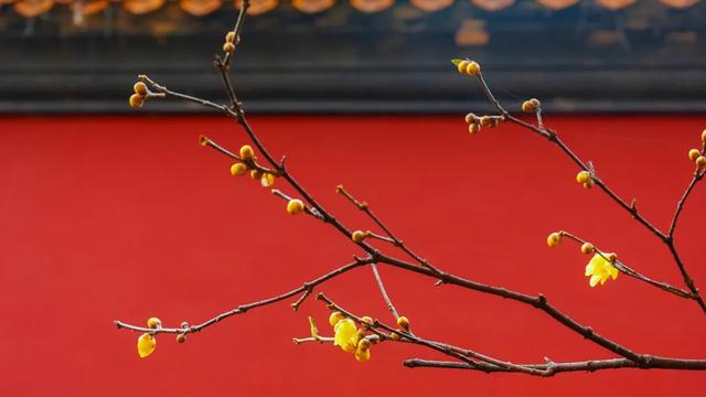 含有梅花的诗句三年级