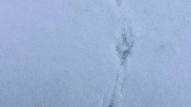 部编版雪地里的小画家教学反思（精选）