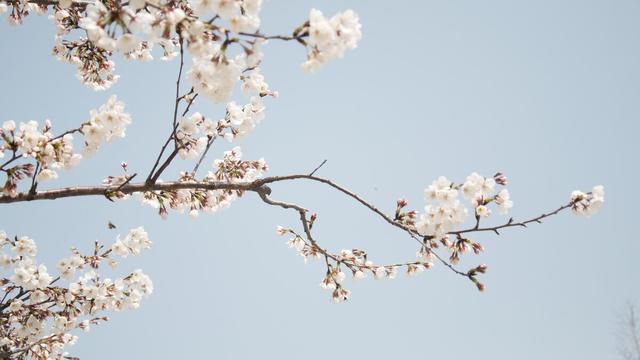 春天励志诗句推荐
