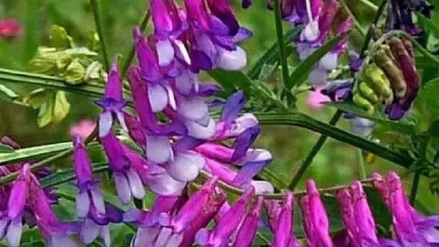 诗经采薇400字作文