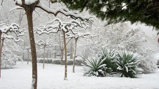 盼雪作文