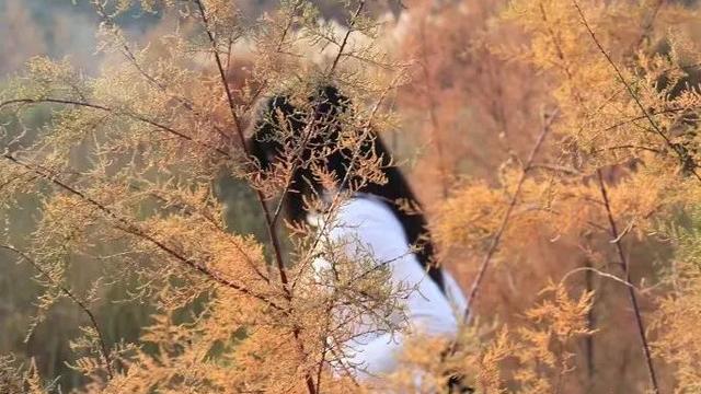 关于爱情结束的古诗句