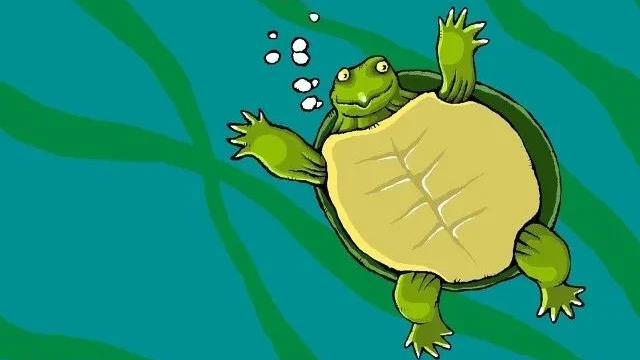 我养的小乌龟作文