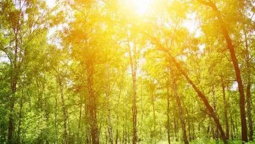 关于夏天写景作文300字六篇