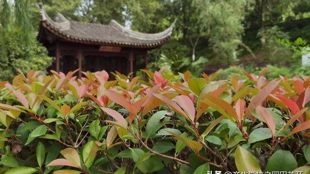 校园景观植物配置