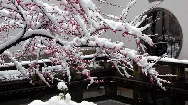 梅花经典唯美诗句