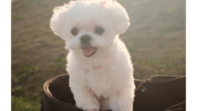 适合家养的迷你小型宠物犬品种介绍(下)