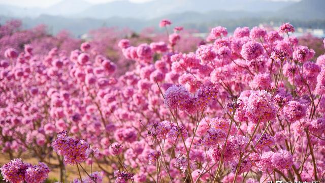 【精】微笑小学作文