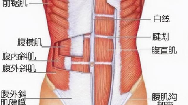 腰腹力量的训练方法三种
