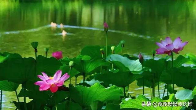精选四年级的的暑假作文