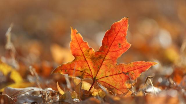 矜持的反义词及造句