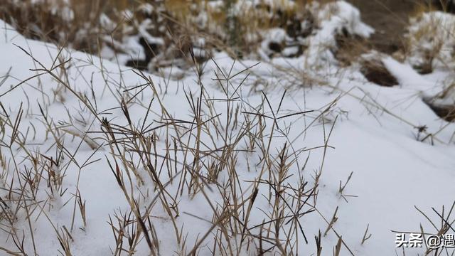 关于雪的散文