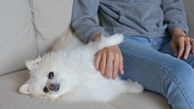博美犬幼犬一般需要睡多久