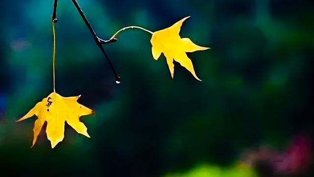 秋天的高级文案精选
