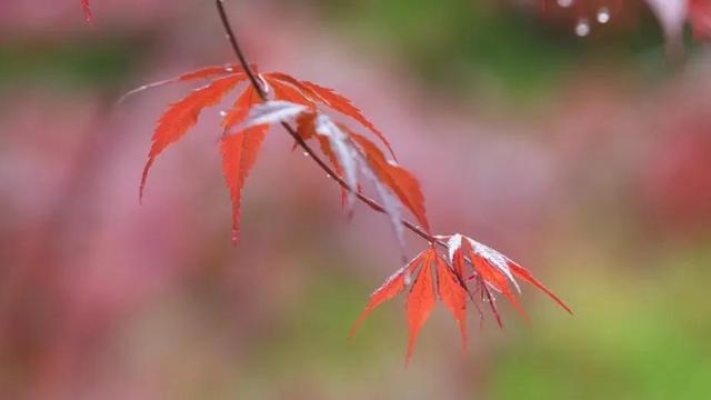 爱在雨季散文