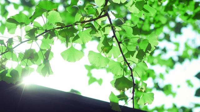 小暑诗句里的名句