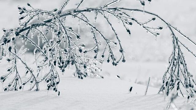 低温雨雪天气应急预案