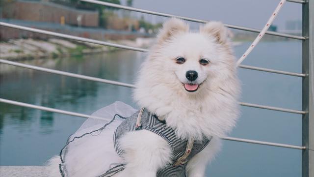 成年博美犬的体重一般有多重
