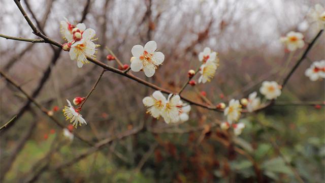 南京溧水草莓节在哪里举行