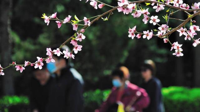 桃花的浪漫诗句