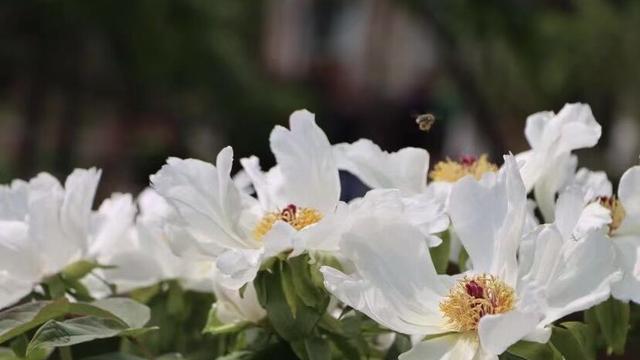 苏秦刺股的成语故事