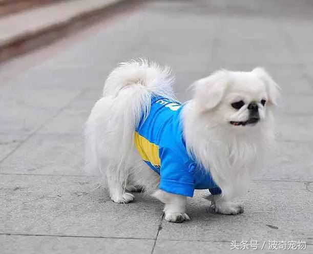 狗狗品種介紹大全，帶你走進(jìn)狗狗的世界