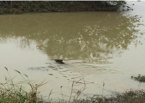 一头野猪闯入句容赤山湖湿地公园 