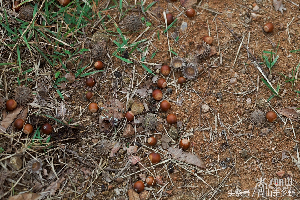 而橡子果,也叫橡果,橡实,橡子,橡栗.