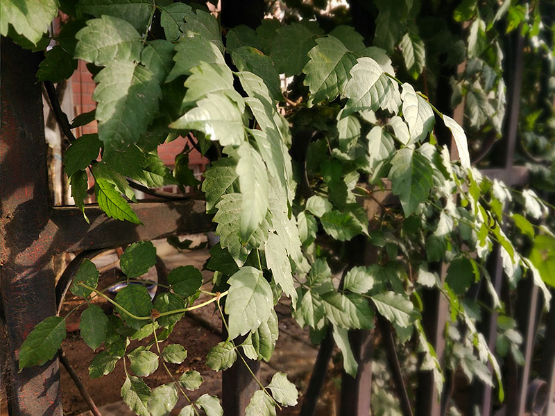 用手机玩游戏摄影艺术：中兴天机7MAX深藏功与名