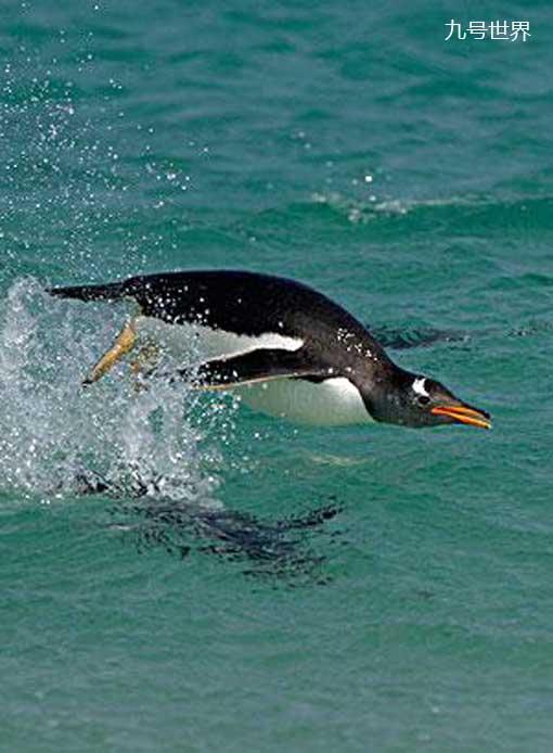 全球十大游泳最快的动物,居然还有海龟,第一无可争议?