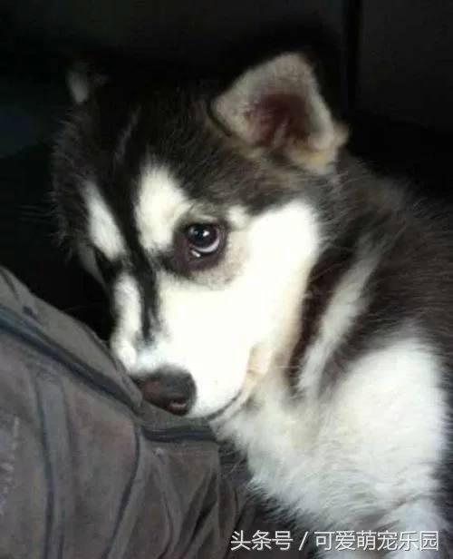 那些讓你一見就哇哦的可愛寵物們！