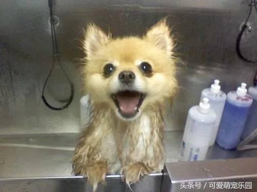 那些讓你一見就哇哦的可愛寵物們！