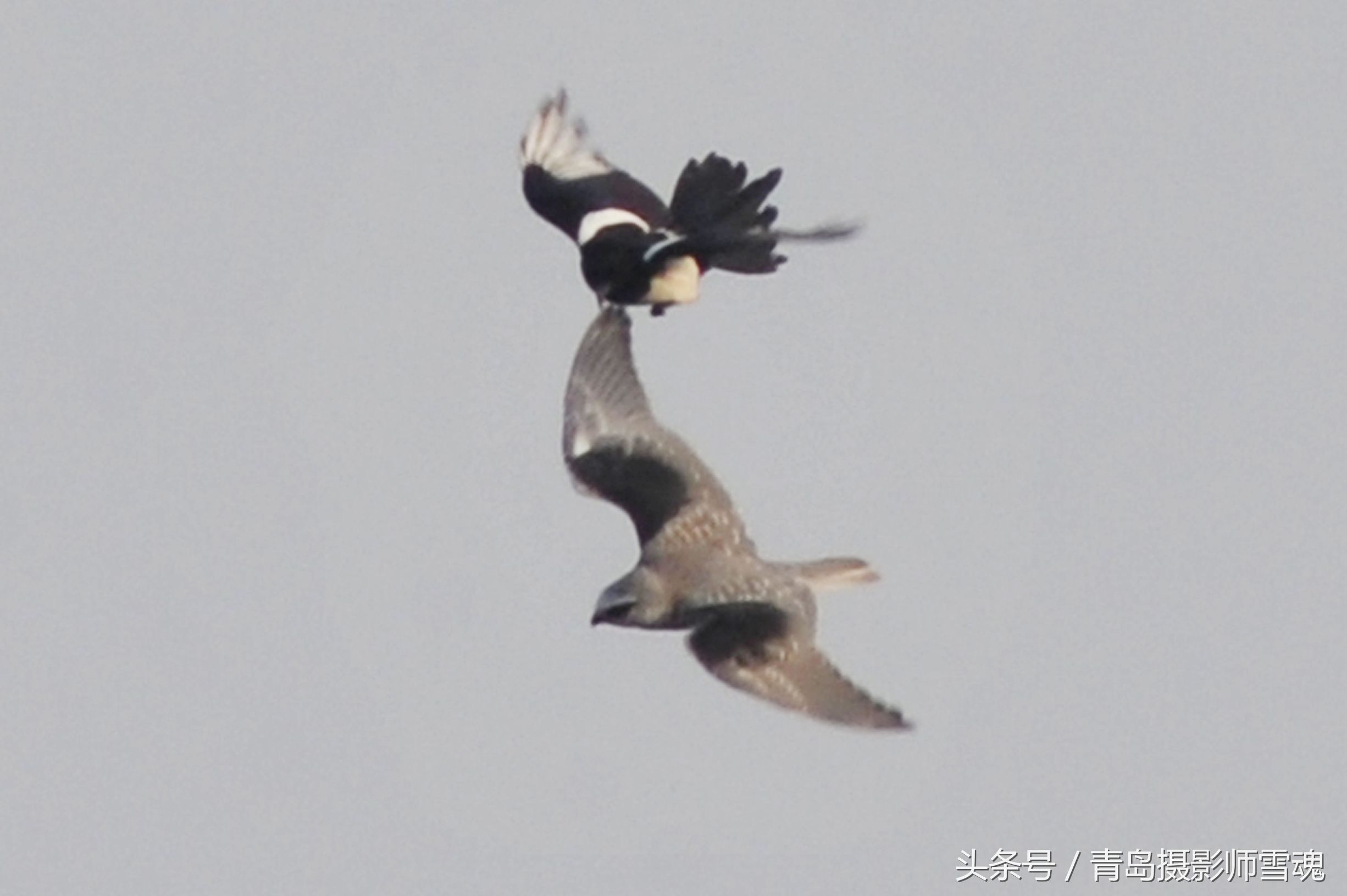 动物趣闻：候鸟湿地争抢食物 喜鹊大战黑翅鸢-第6张图片-大千世界