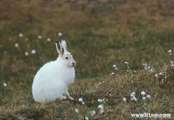 兔子-大家族