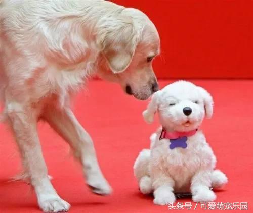 那些讓你一見就哇哦的可愛寵物們！