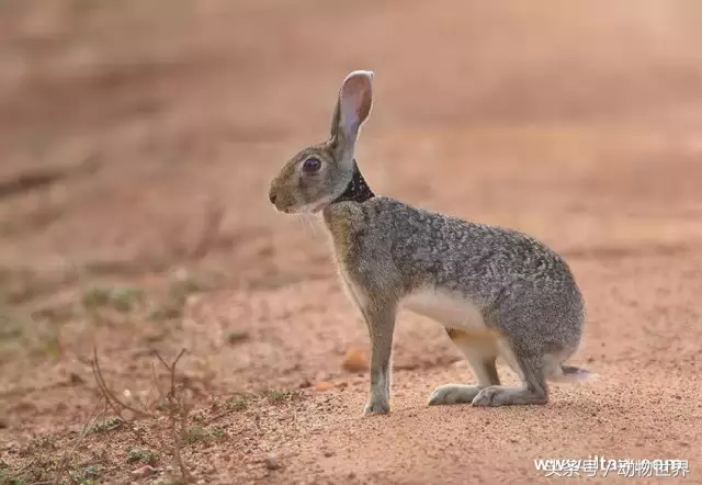 兔子-大家族