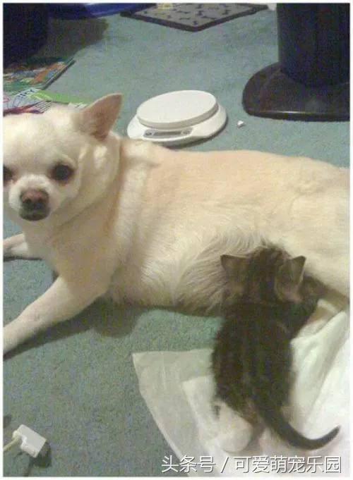 那些讓你一見就哇哦的可愛寵物們！