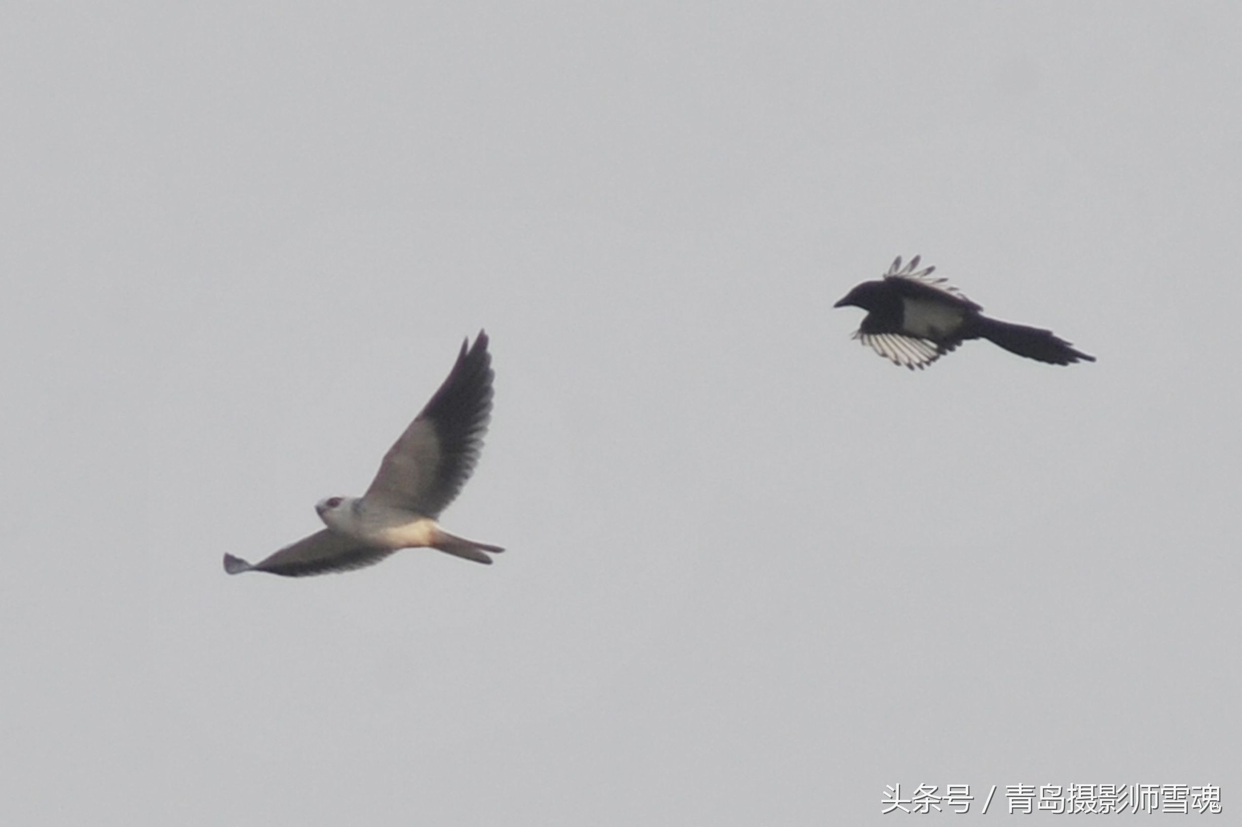 动物趣闻：候鸟湿地争抢食物 喜鹊大战黑翅鸢-第4张图片-大千世界
