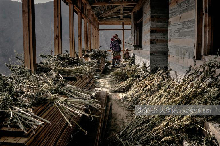 走进喜马拉雅山谷，探访种植大麻为生的村落