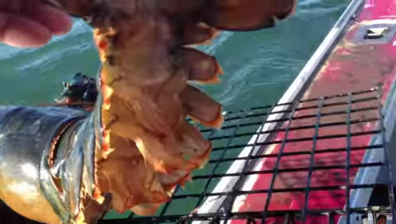 渔夫捕捞到这只超重量级肥美龙虾，突然意识到绝不能吃又将其放走